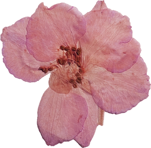 Pressed Pink Flower